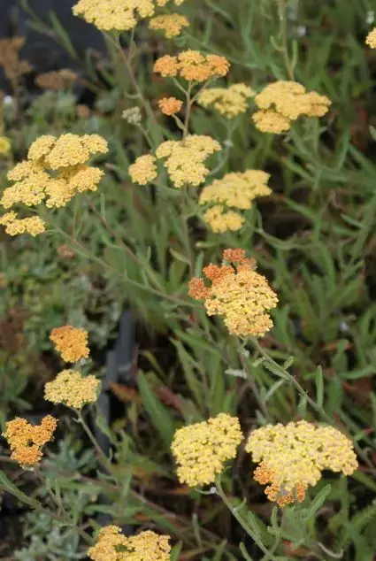 Duizendblad (Achillea millefolium ‘Terracotta‘) | Beste prijs