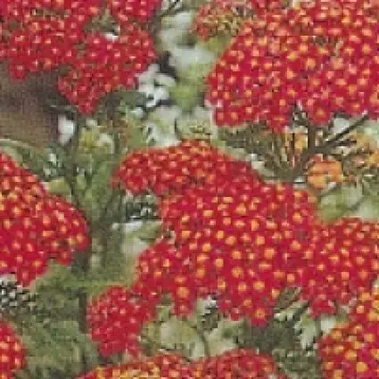 Duizendblad (Achillea millefolium ‘Paprika‘) | Direct leverbaar