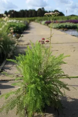 Duizendblad (Achillea millefolium ‘Cerise Queen‘) - Nieuw product
