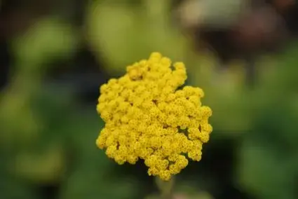 Aanbieding loopt bijna af - Duizendblad (Achillea ‘Coronation Gold‘)