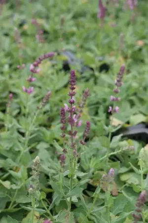 Aanrader - Salie (Salvia nemorosa ‘Rose Queen‘)