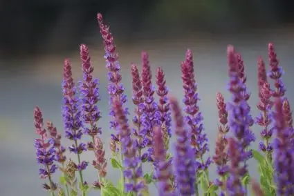 Salie kopen? Salvia Ostfriesland met groeigarantie | Snelle levering