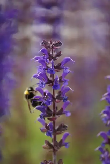 Salie (Salvia nemorosa ‘Mainacht‘) - Favoriet van klanten