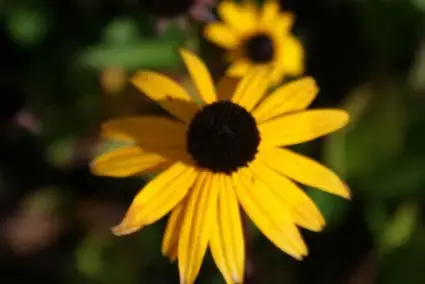 Zonnehoed (Rudbeckia fulgida ‘City Garden‘) | Direct van de fabrikant