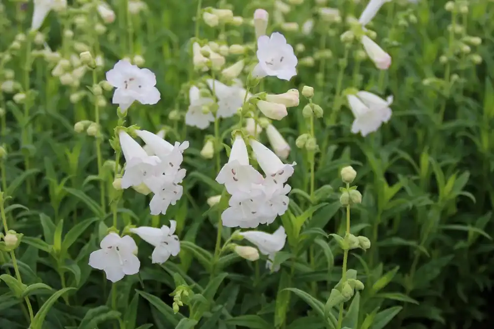 Populair bij klanten - Schildpadbloem (Penstemon ‘White Bedder‘)