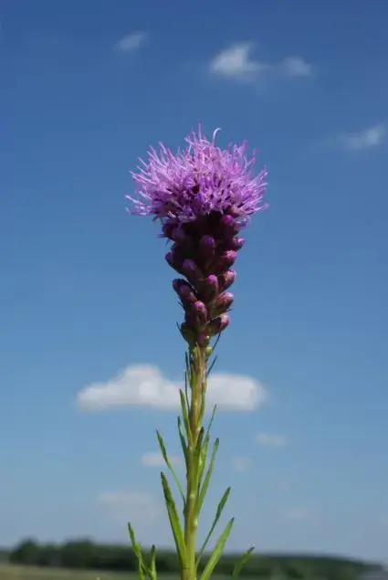 Lampenpoetser (Liatris spicata ‘Kobold‘) | Erg populair