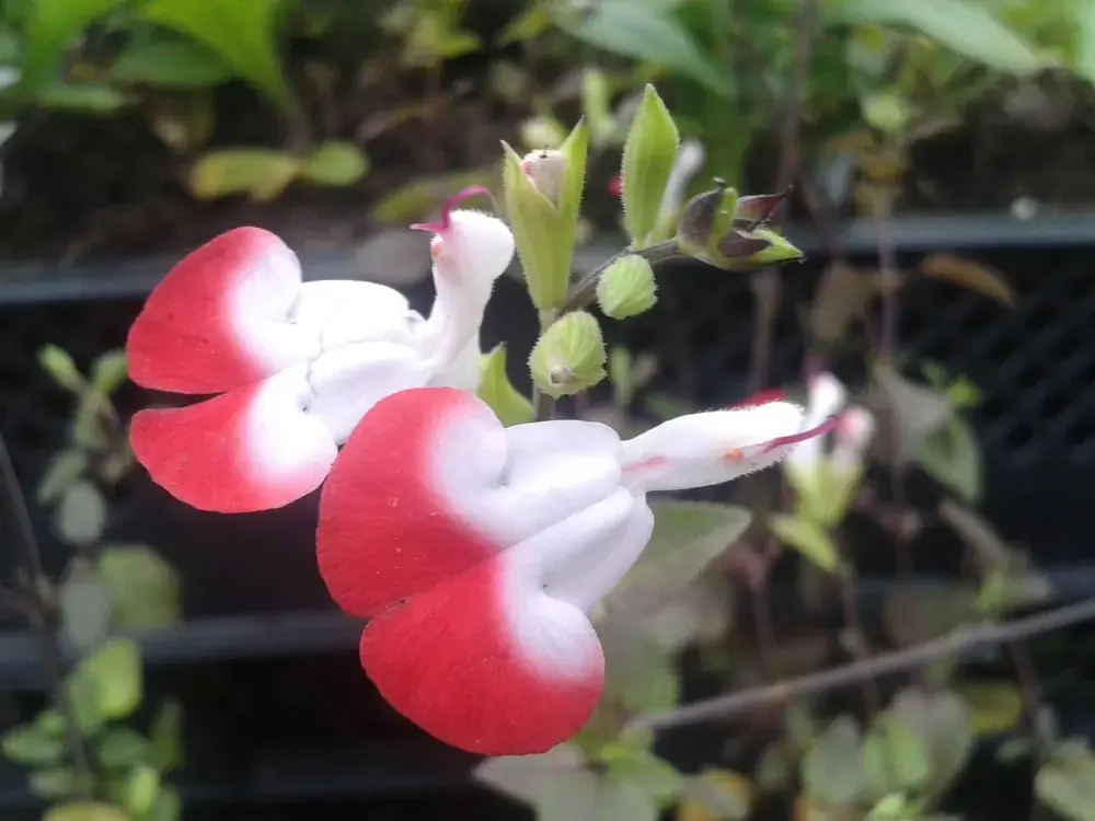 Salie (Salvia microphylla ‘Hot Lips‘) - Nieuw in de shop