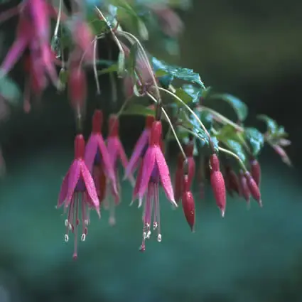 Bellenplant (Fuchsia ‘Riccartonii‘) | Goed beoordeeld