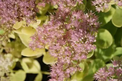 Septemberkoning (Sedum spectabile ‘Brillant‘) | Tijdelijke actie