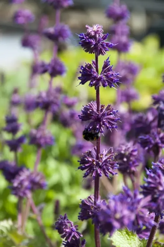 Salie (Salvia verticillata ‘Purple Rain‘) | Scherpe prijs