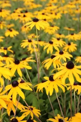 Zonnehoed (Rudbeckia fulgida ‘Goldsturm‘) - Veilig winkelen