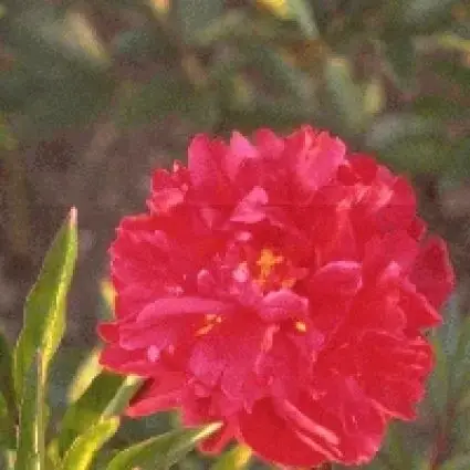 Pioenroos (Paeonia ‘Karl Rosenfield‘) - Verlaagde prijs