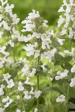 Alleen vandaag - Kattenkruid (Nepeta racemosa ‘Snowflake‘)