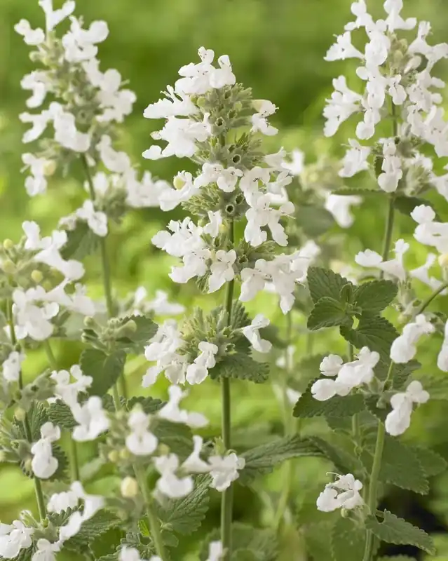 Alleen vandaag - Kattenkruid (Nepeta racemosa ‘Snowflake‘)