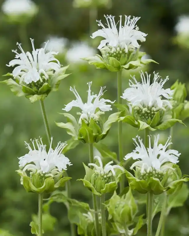 Spoedlevering | Bergamotplant (Monarda ‘Schneewittchen‘)