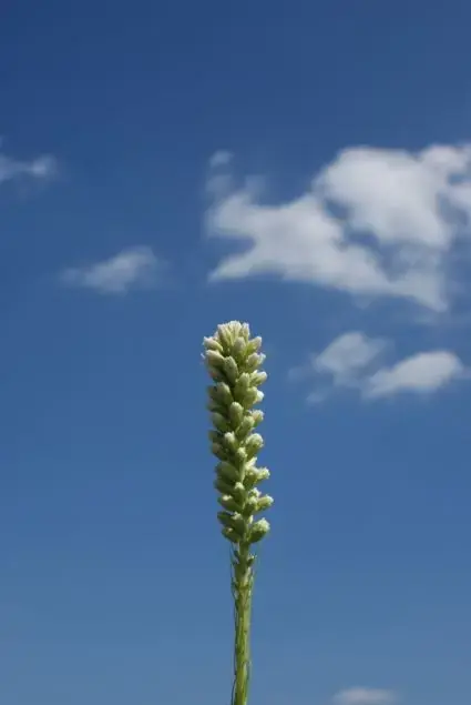 Lampenpoetser (Liatris spicata) - Premium