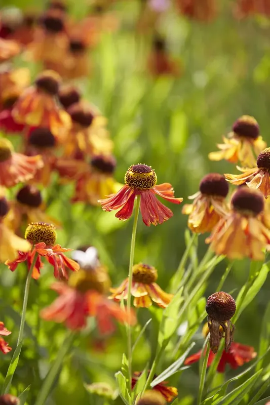 Uitverkoop | Zonnekruid (Helenium ‘Moerheim Beauty‘)