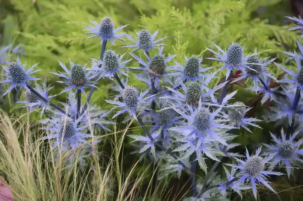 Blauwedistel (Eryngium planum) | Veel gekozen