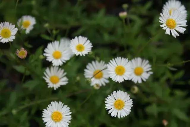 Fijnstraal (Erigeron karvinskianus) - Direct kopen
