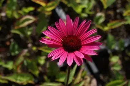 Zonnehoed (Echinacea purpurea ‘Fatal Attraction‘) | Snelle verzending