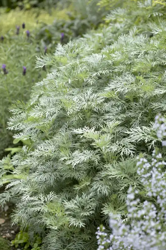 Trending | Alsem (Artemisia ‘Powis Castle‘)