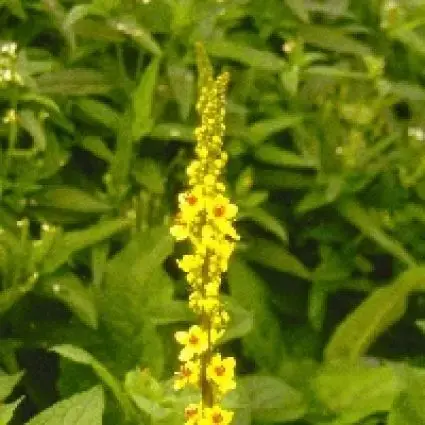 Zojuist toegevoegd | Zwarte toorts (Verbascum nigrum) BIO