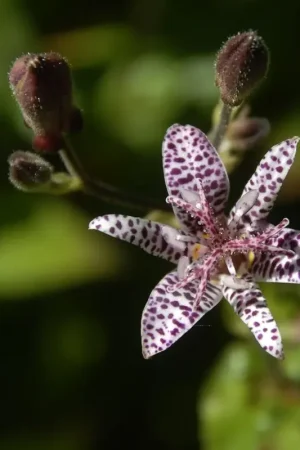 Armelui‘s orchidee/Paddelelie (Tricyrtis hirta) Bio | Nieuw in de shop