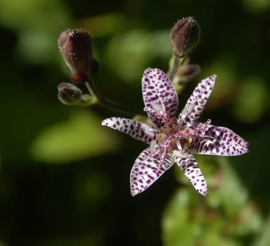 Armelui‘s orchidee/Paddelelie (Tricyrtis hirta) Bio | Nieuw in de shop
