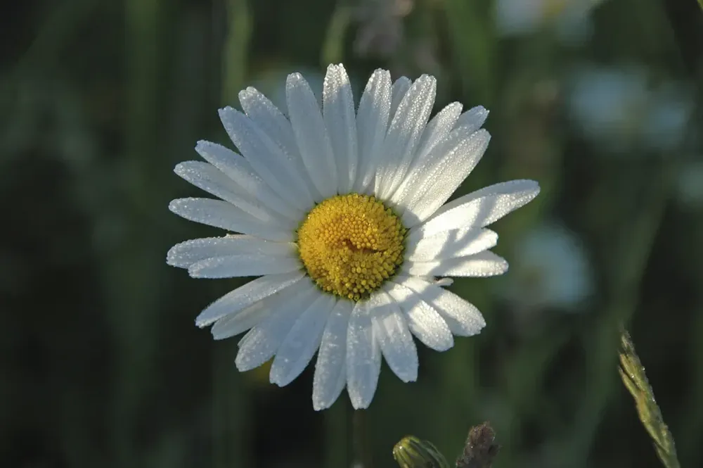 Klaar voor verzending - Herfstmargriet (Leucanthemum vulgare) BIO
