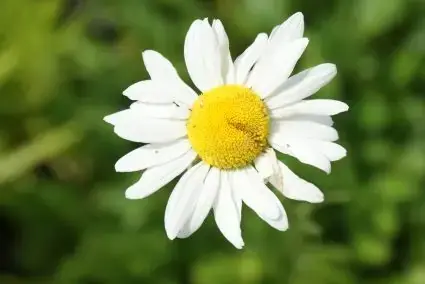 Veilig winkelen - Vroege margriet (Leucanthemum vulgare ‘Maikönigin‘) BIO