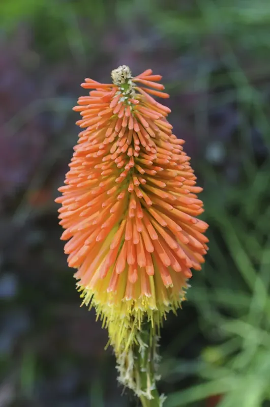 Expreslevering | Vuurpijl (Kniphofia uvaria) BIO