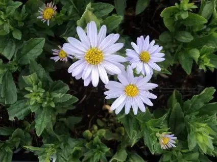 Speciale deal | Zomeraster (Kalimeris incisa ‘Blue Star‘) BIO