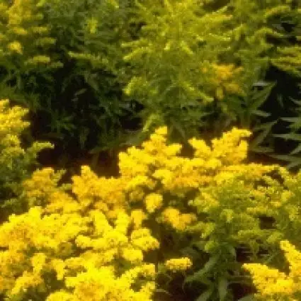 Rechtstreeks van de fabrikant | Guldenroede (Solidago ‘Goldkind‘)