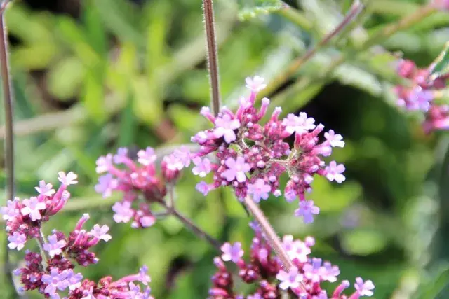 Lage prijs | IJzerhard (Verbena bonariensis ‘Lollipop‘) BIO