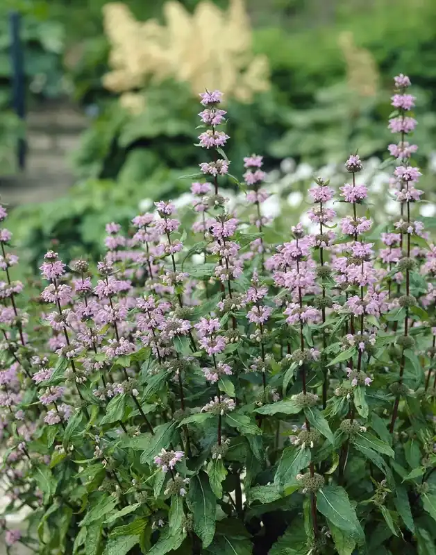 Premiumkwaliteit - Brandkruid (Phlomis tuberosa ‘Amazone‘) BIO