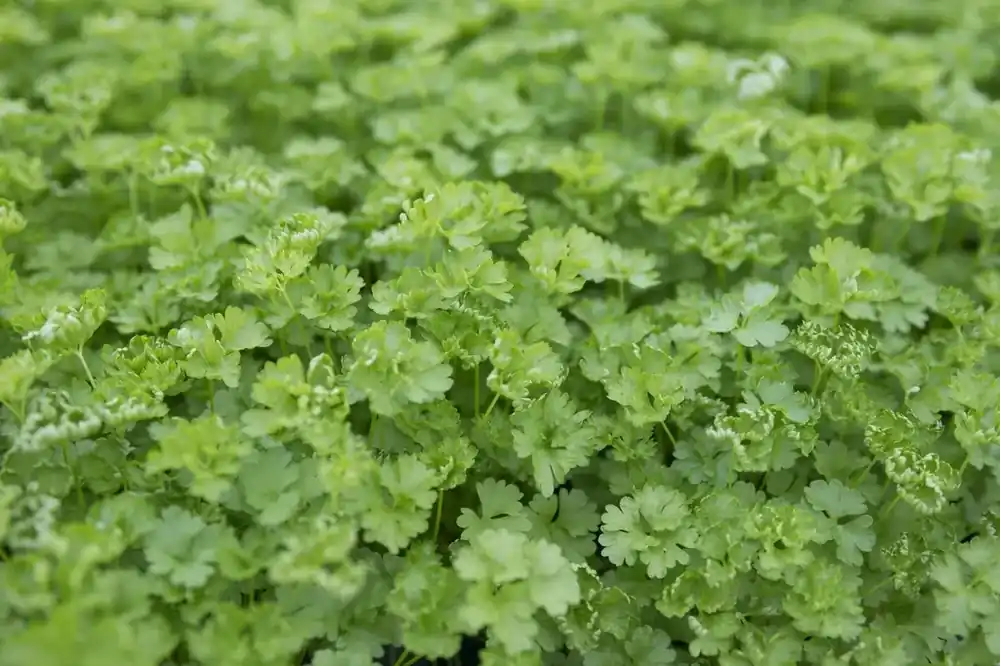 Nu beschikbaar - Peterselie (Petroselinum crispum) BIO