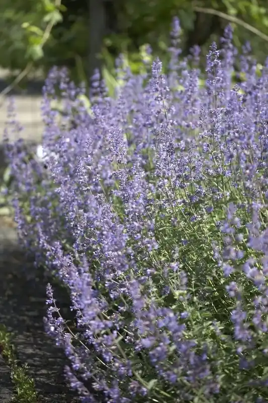 Actie loopt bijna af - Kattenkruid (Nepeta ‘Walker‘s Low‘) BIO
