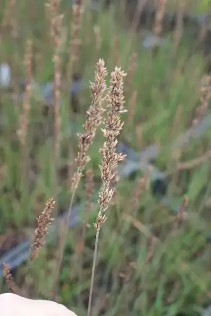 Pijpestrootje (Molinia caerulea ‘Moorhexe‘) BIO | Klantfavoriet