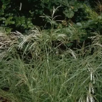 Shop nu - Chinees riet, Sierriet (Miscanthus sinensis ‘Kleine Silberspinne‘) BIO
