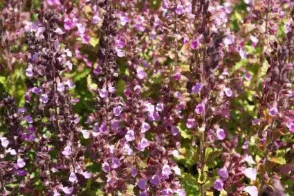 Speciale aanbieding - Gamander (Teucrium chamaedrys) BIO