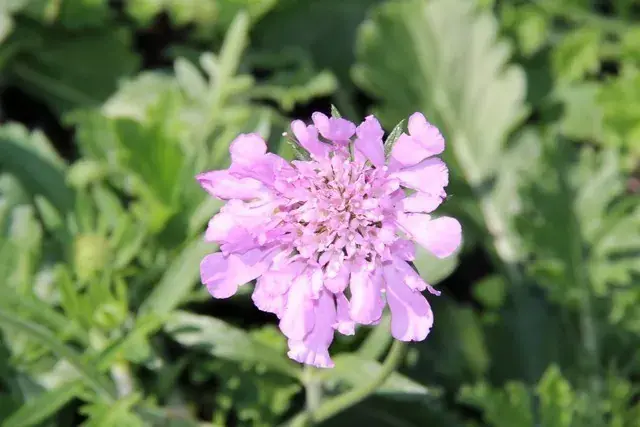 Duifkruid/schurftkruid (Scabiosa columbaria ‘Pink Mist‘) BIO - Professionele kwaliteit