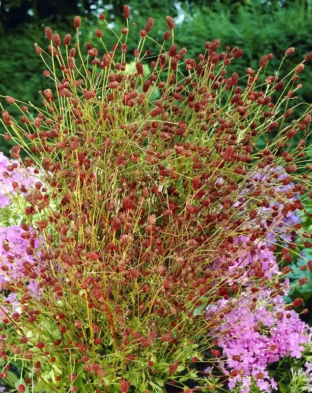 Pimpernel (Sanguisorba officinalis) BIO - Profiteer nu
