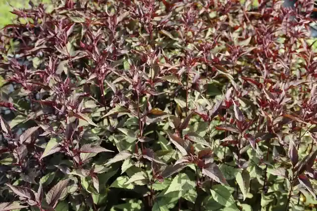Leverkruid (Eupatorium rugosum ‘Chocolate‘) BIO | Spoedlevering