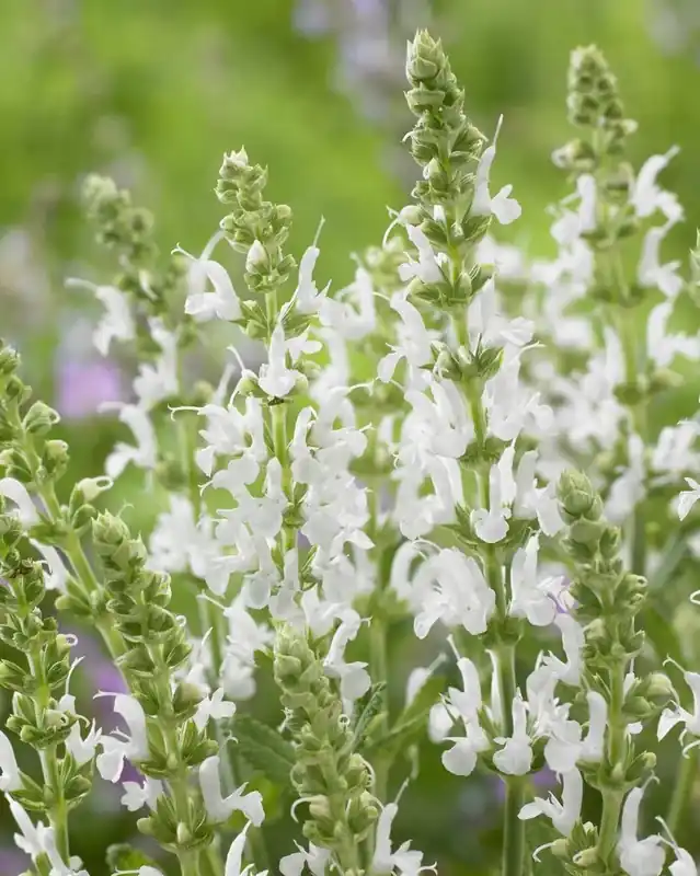 Voeg toe aan winkelwagen - Salie (Salvia nemorosa ‘Schneehugel‘) BIO