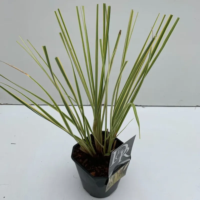 Dwerg Pampasgras (Cortaderia selloana ‘Mini Goldpampas‘) - Aanbieding loopt bijna af