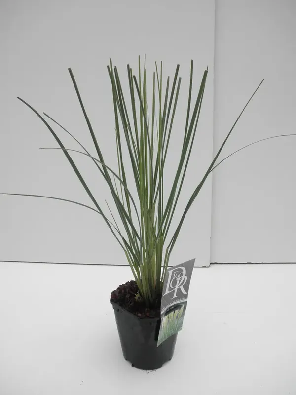 Direct leverbaar - Dwergpampasgras (Cortaderia selloana ‘Mini Pampas‘)