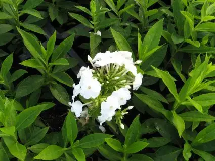 Vlambloem (Phlox paniculata ‘David‘) | Voordelig