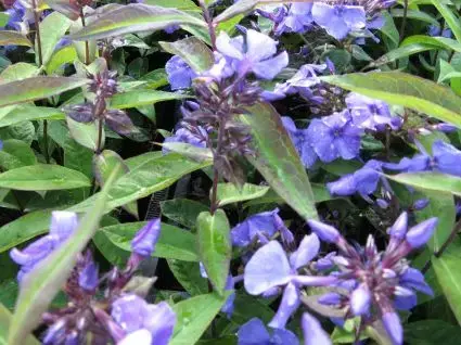 Sale | Vlambloem (Phlox paniculata ‘Blue Paradise‘)