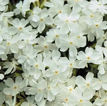 Nu kopen - Kruipphlox (Phlox subulata ‘White Delight‘)