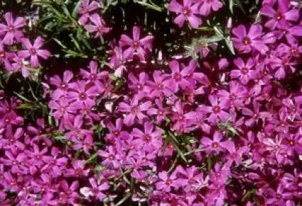 Kruipphlox (Phlox subulata ‘Atropurpurea‘) | Bespaar nu